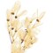 Vickerman 13.5-17" Bleached Dried Cabo Verde Skeleton on Twig Bundle Preserved.
